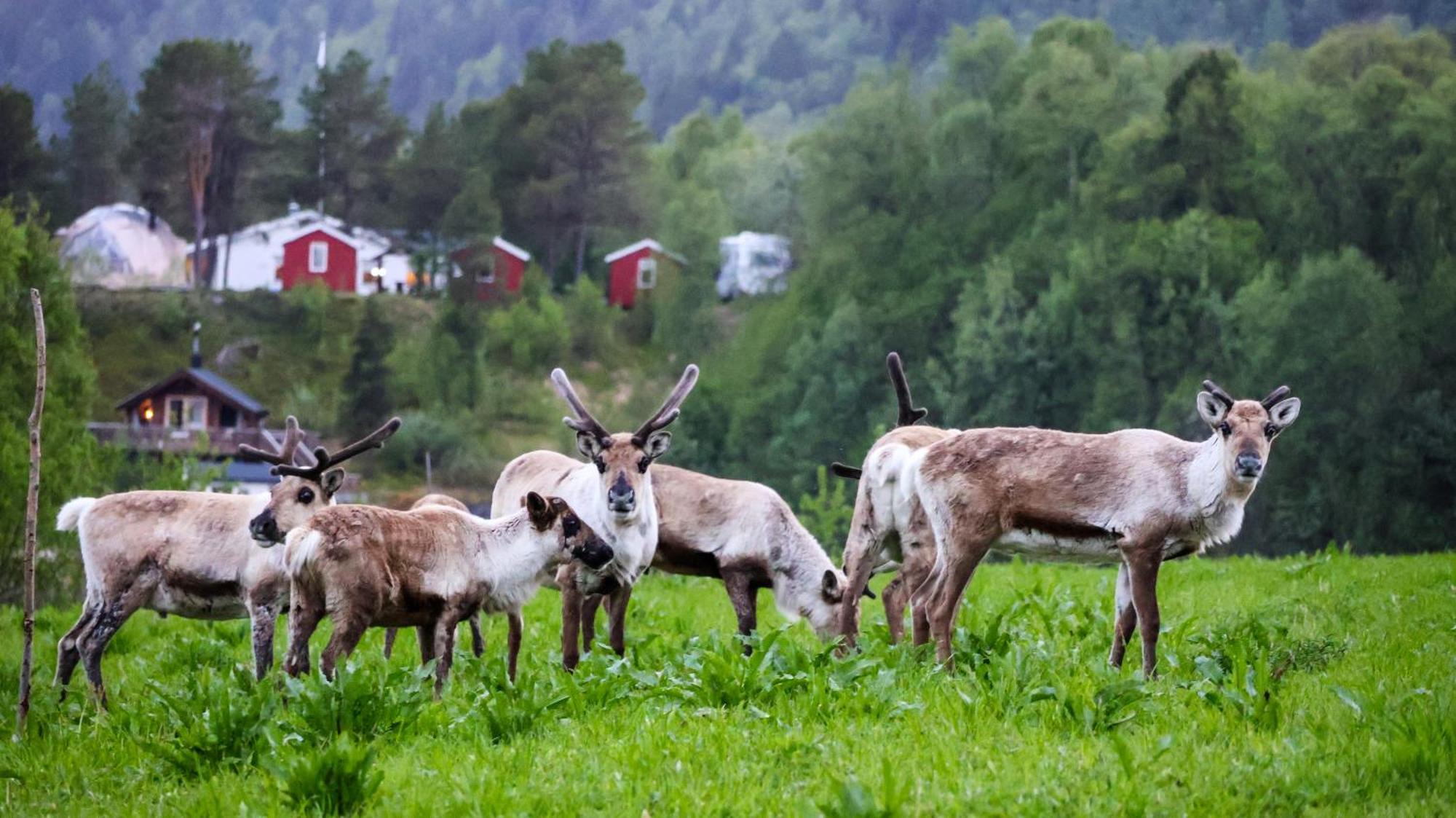 Norwegian Wild Villa Brygghaugen Dış mekan fotoğraf