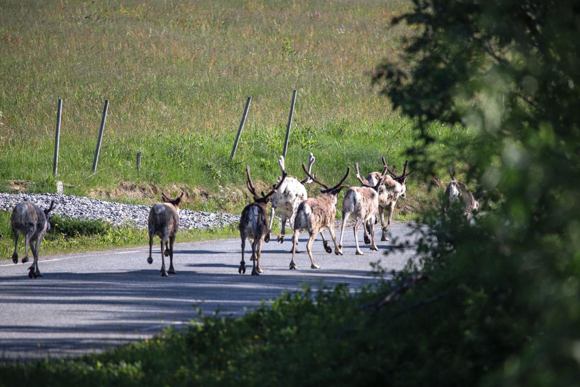 Norwegian Wild Villa Brygghaugen Dış mekan fotoğraf